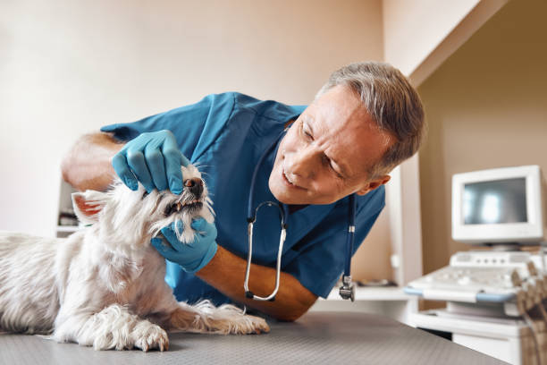 Best Emergency Treatment for Dental Infections or Abscesses in Hudson Bend, TX